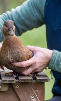 RAMP member with duck