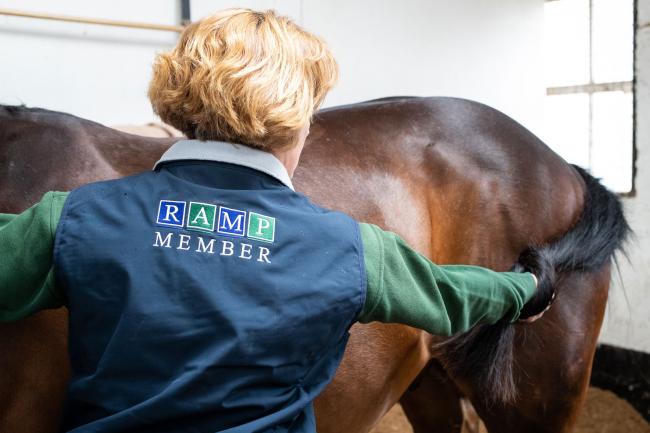 RAMP member examining horse