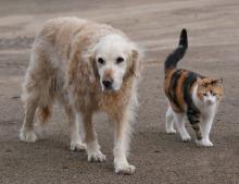 Cat and Dog