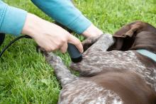 Dog receiving treatment