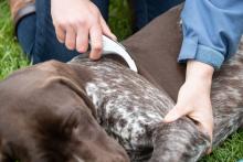 Dog receiving treatment