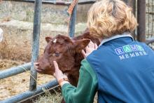 Sonya and Calf