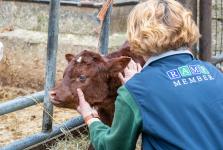 Sonya and Calf